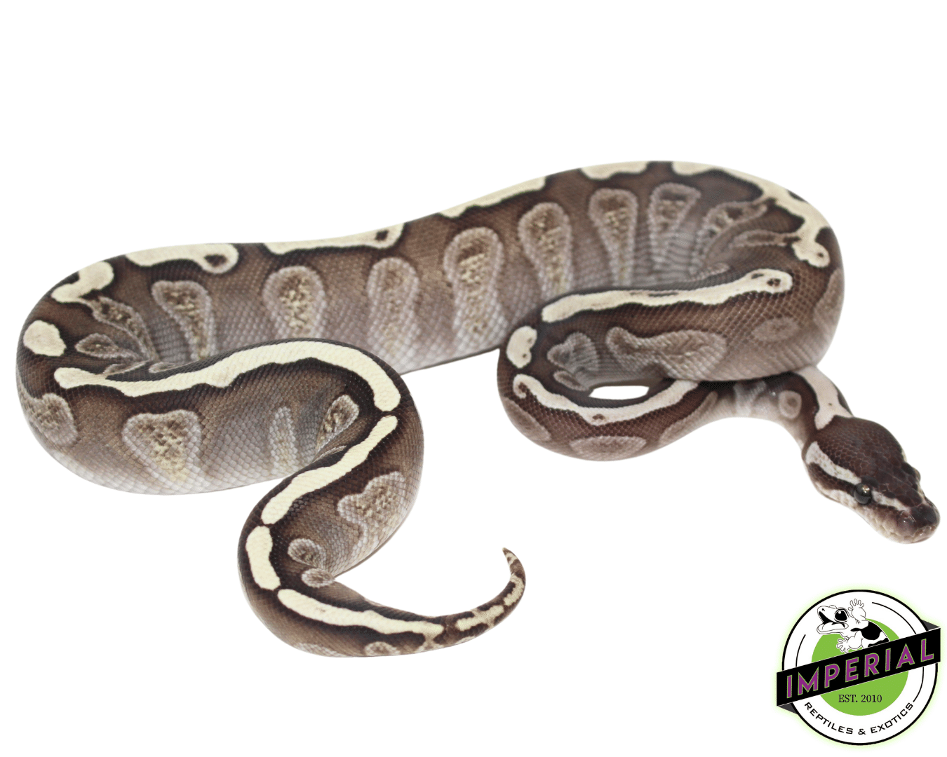 GHI Lesser Ball Python Baby — image 2