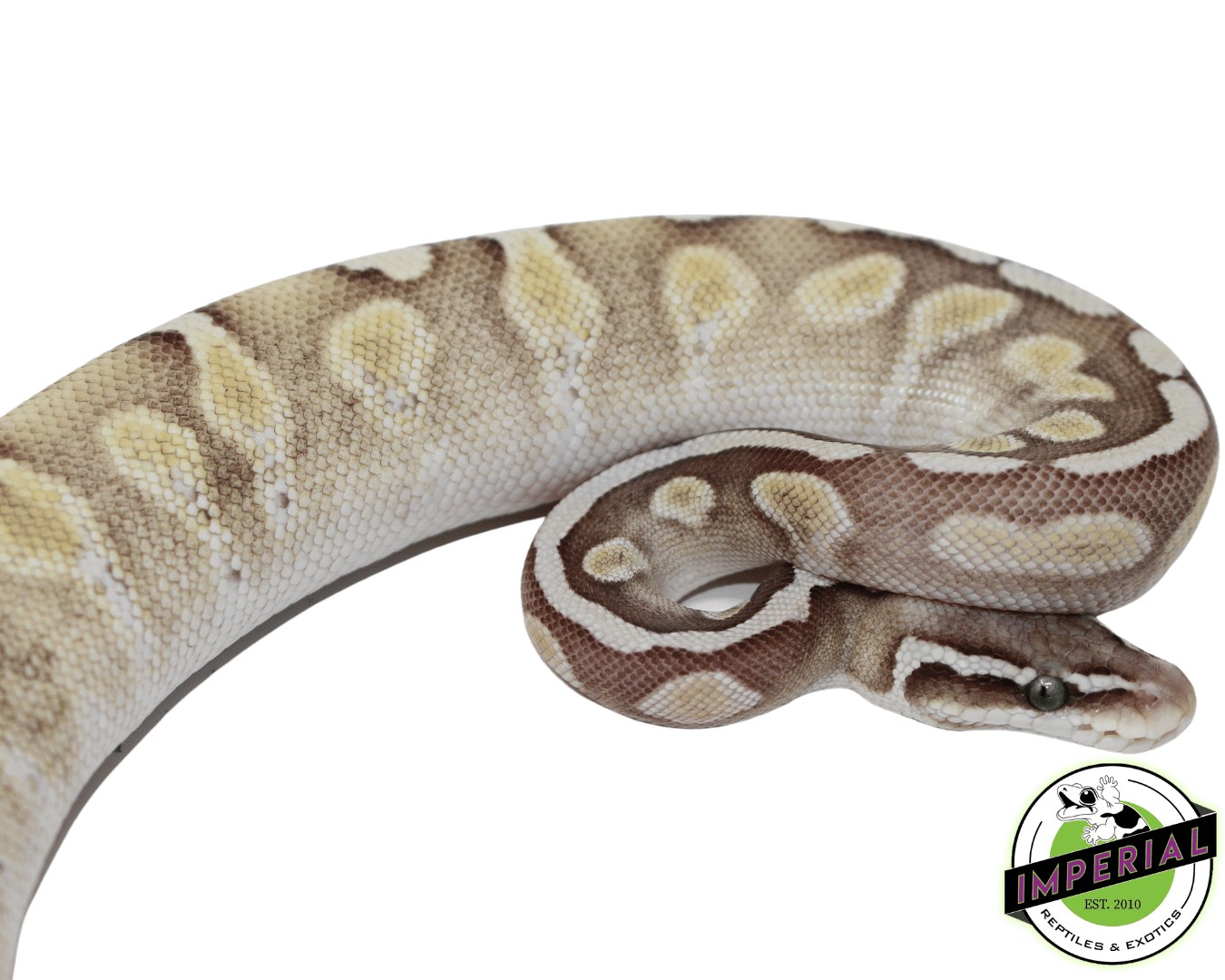 GHI Lesser Enchi Ball Python — image 2