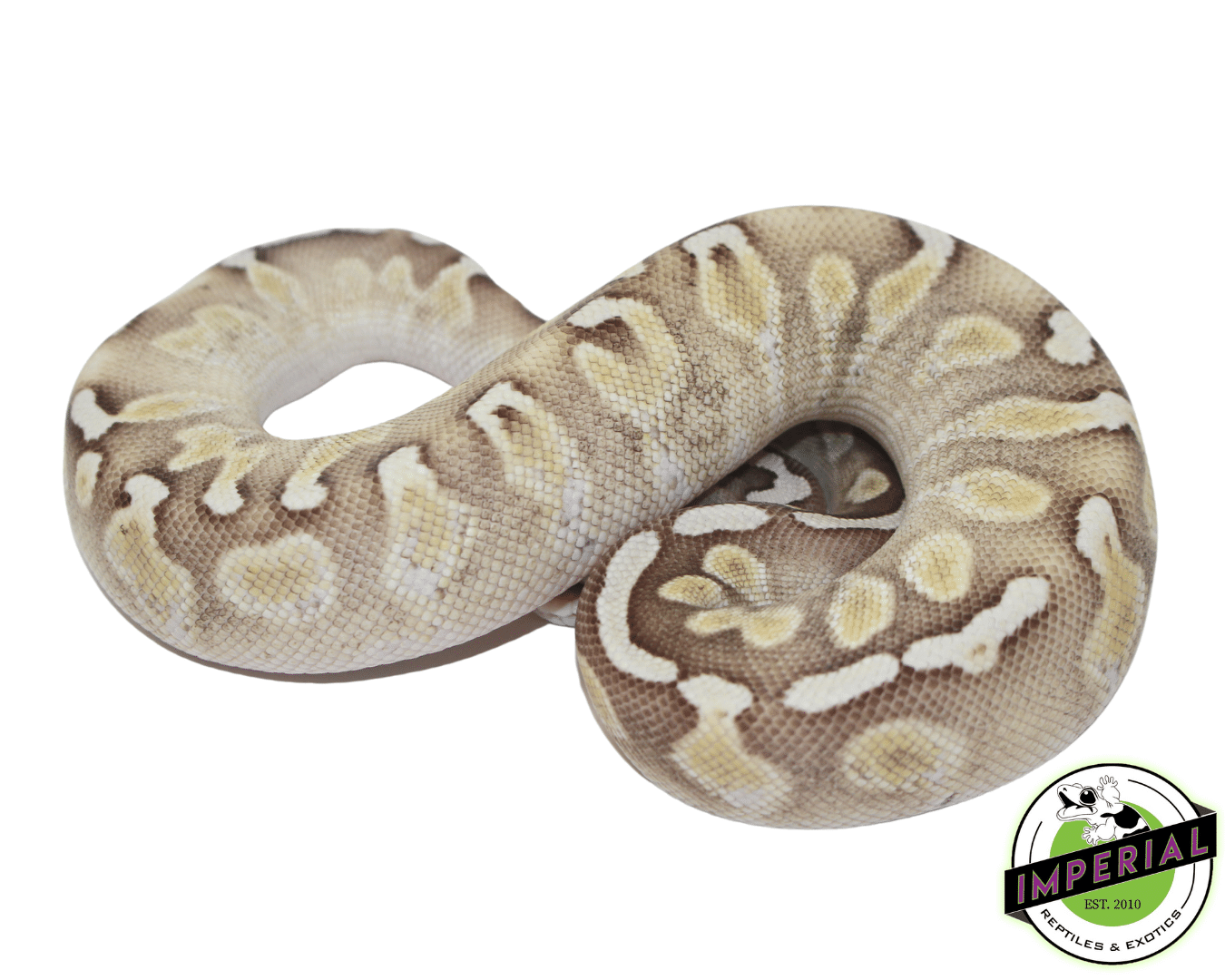 GHI Lesser Enchi Ball Python — image 3