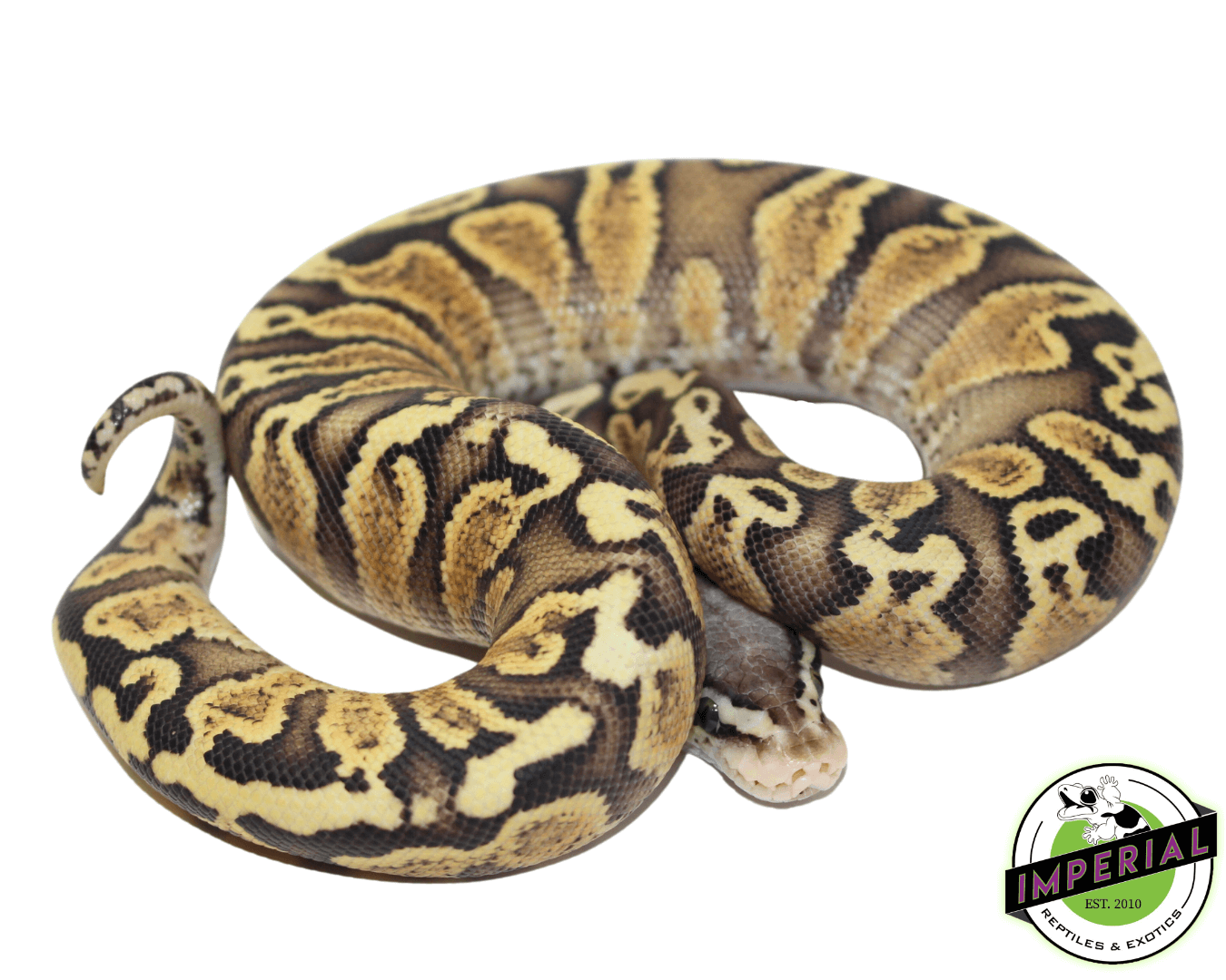 GHI Pastel Spark Ball Python — image 2