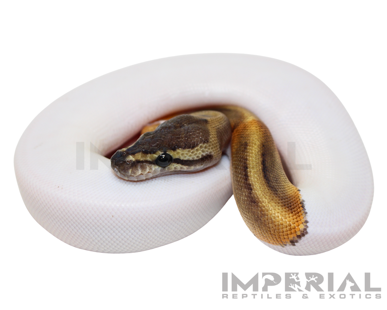 GHI Pied Ball Python — image 2