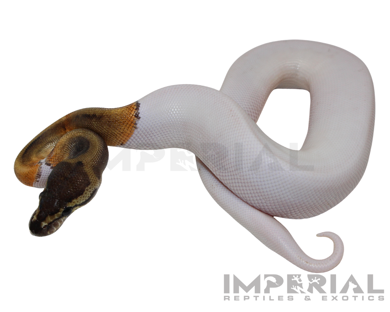 GHI Pied Ball Python — image 3