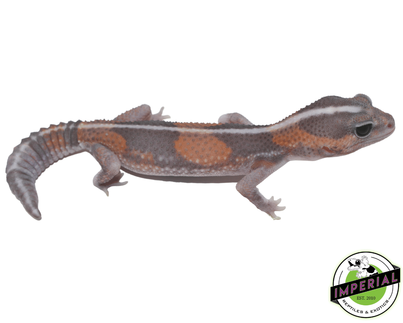 Ghost African Fat Tail Gecko
