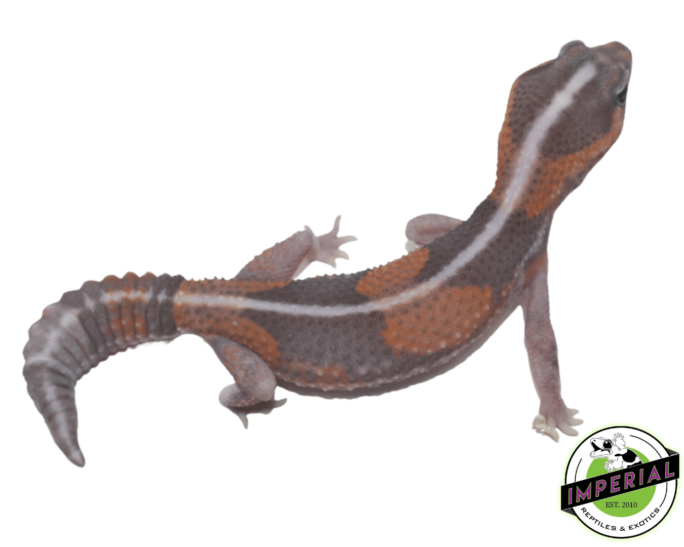 Ghost African Fat Tail Gecko — image 2