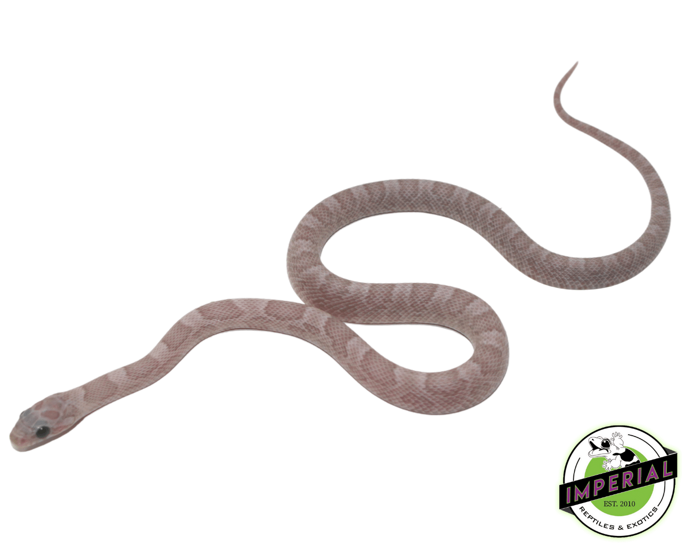 Ghost Blood Red Corn Snake