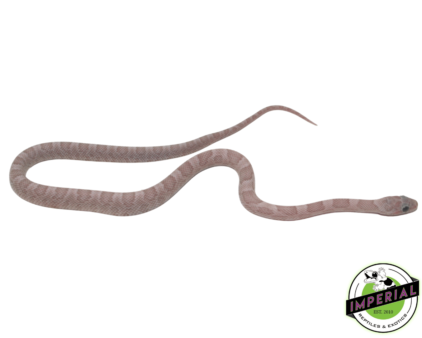 Ghost Blood Red Corn Snake — image 2