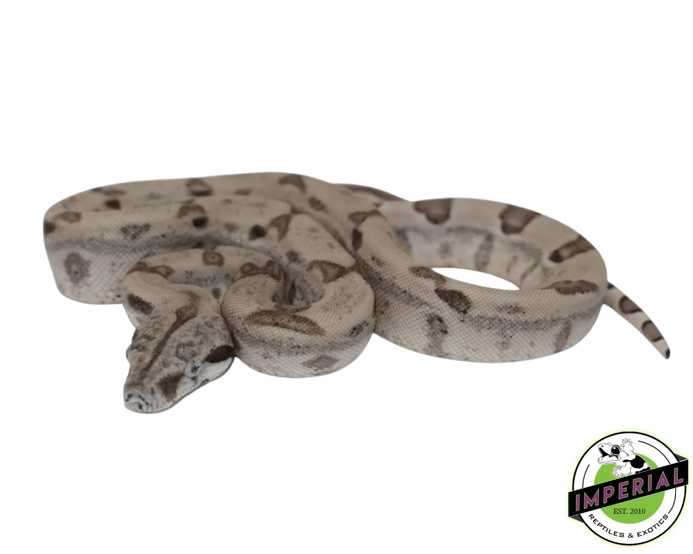 Ghost Colombian Boa Baby