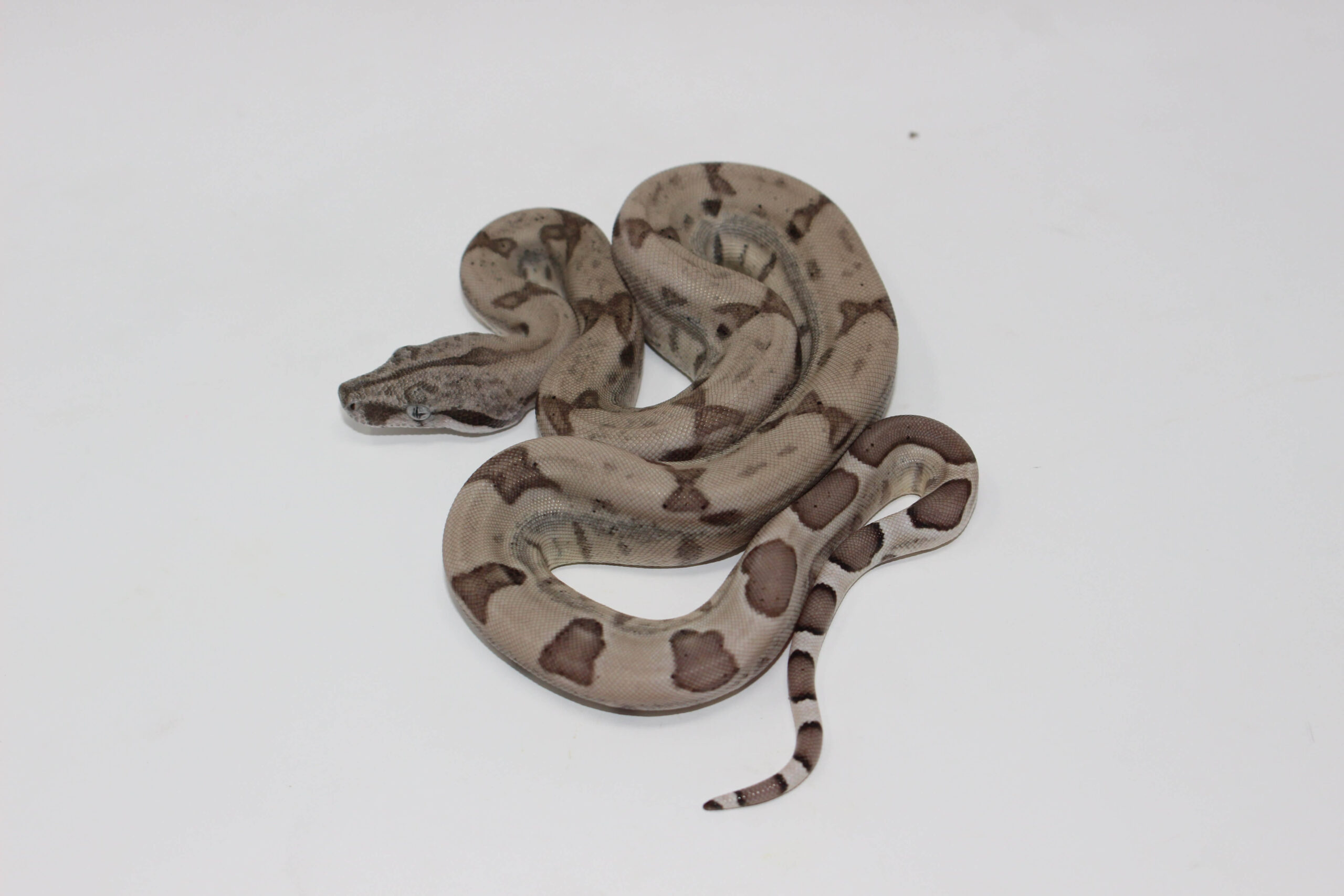 Ghost Colombian Boa Baby — image 2