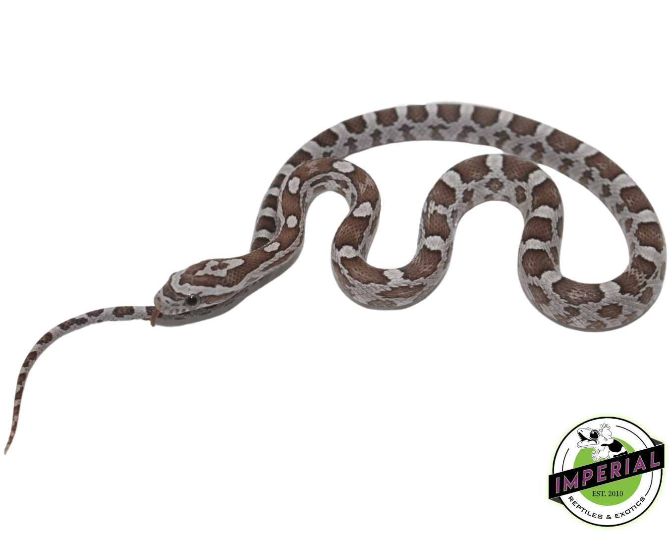 Ghost Corn Snake