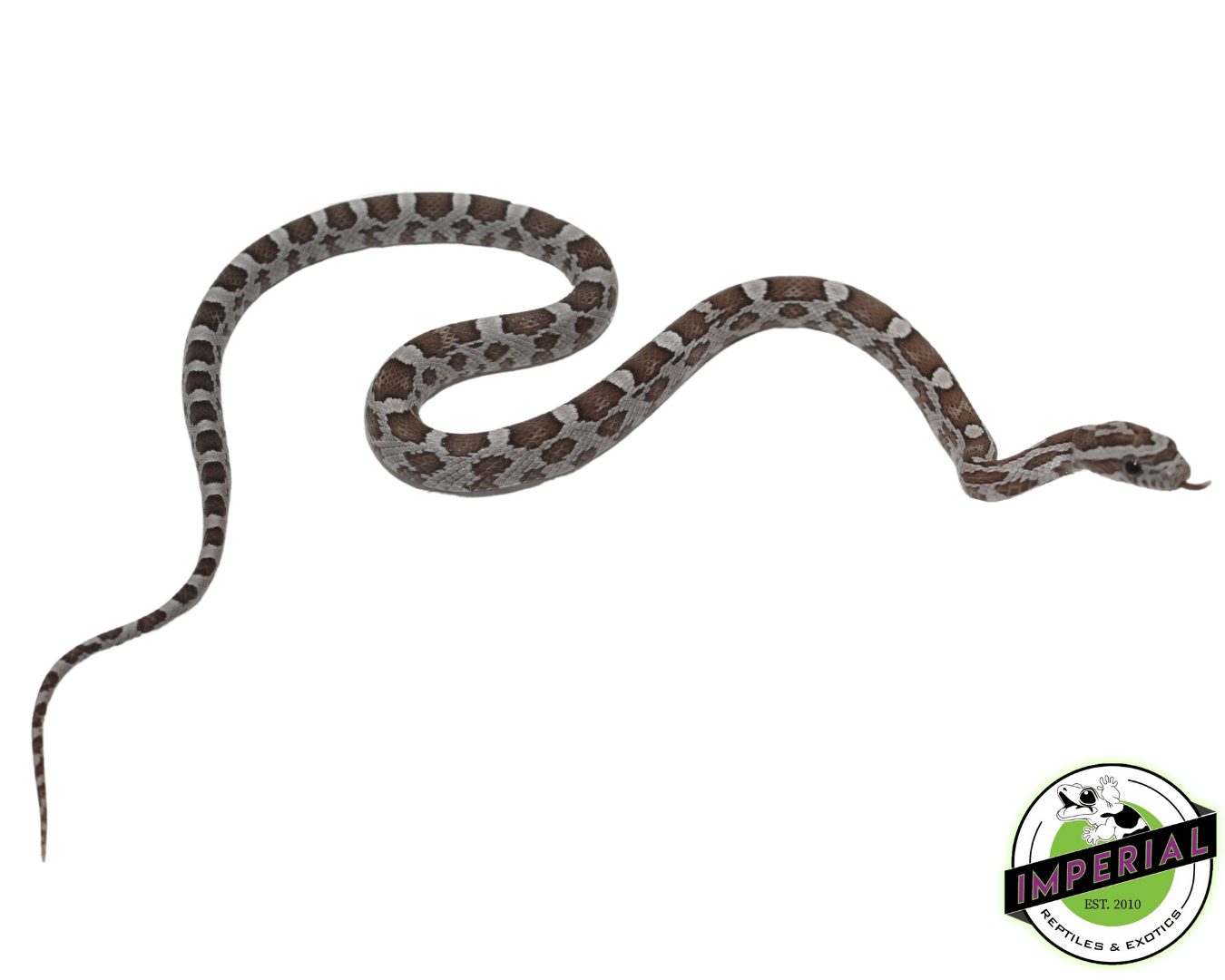 Ghost Corn Snake — image 2