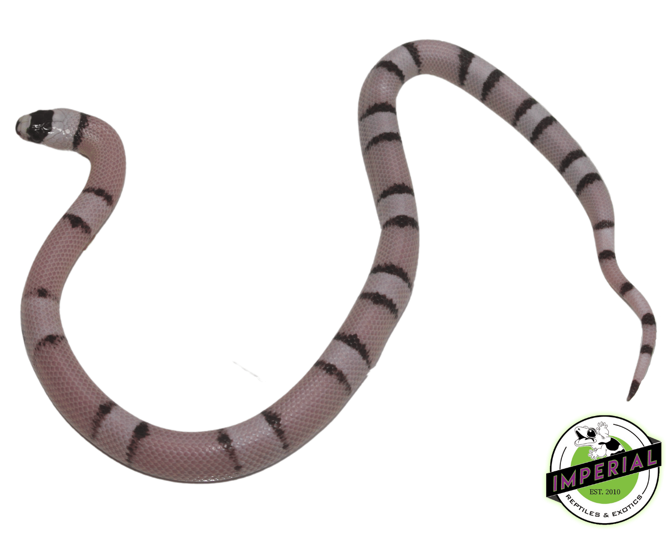 Ghost Honduran Milksnake Baby — image 2