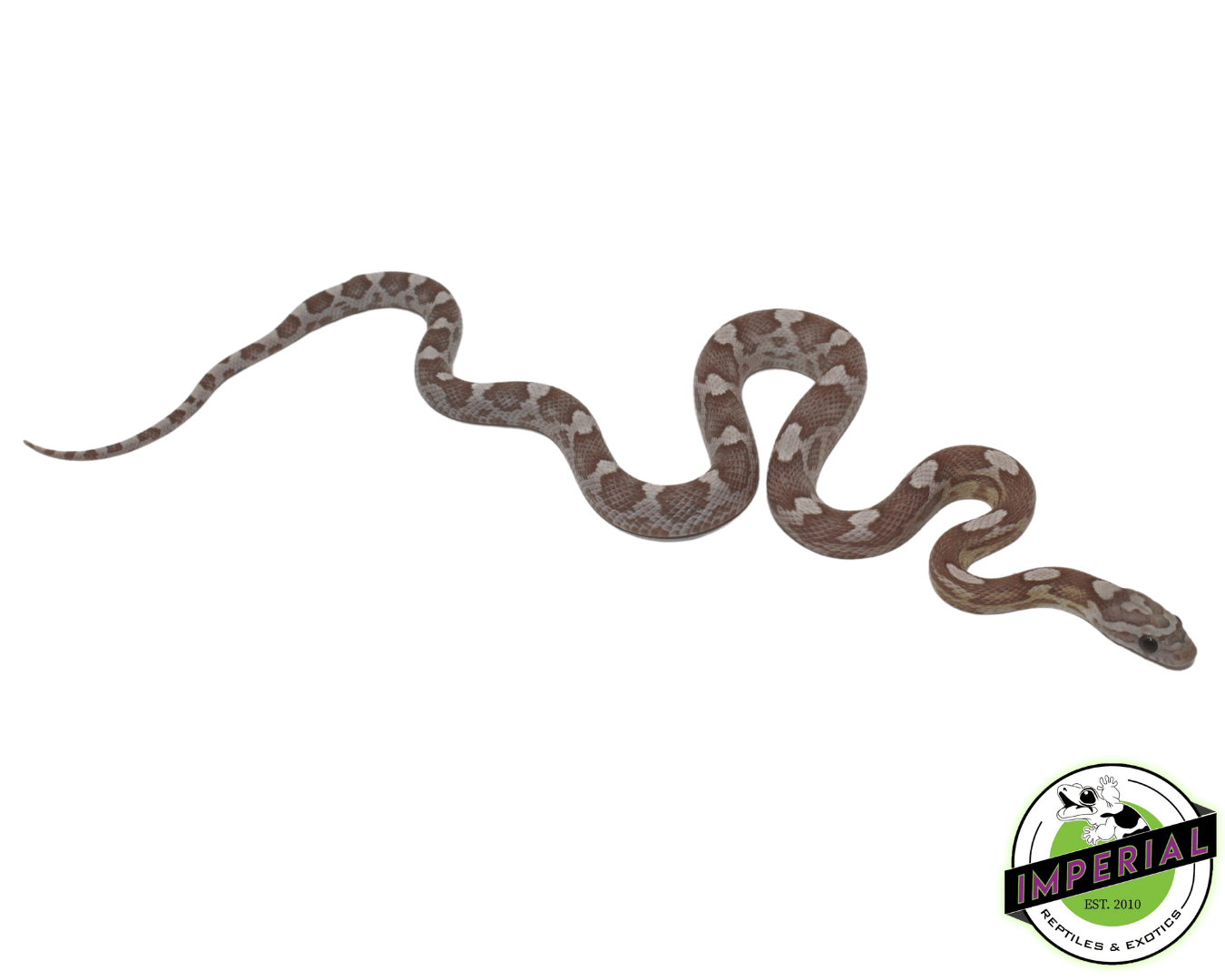 Ghost Motley Corn Snake Baby — image 2