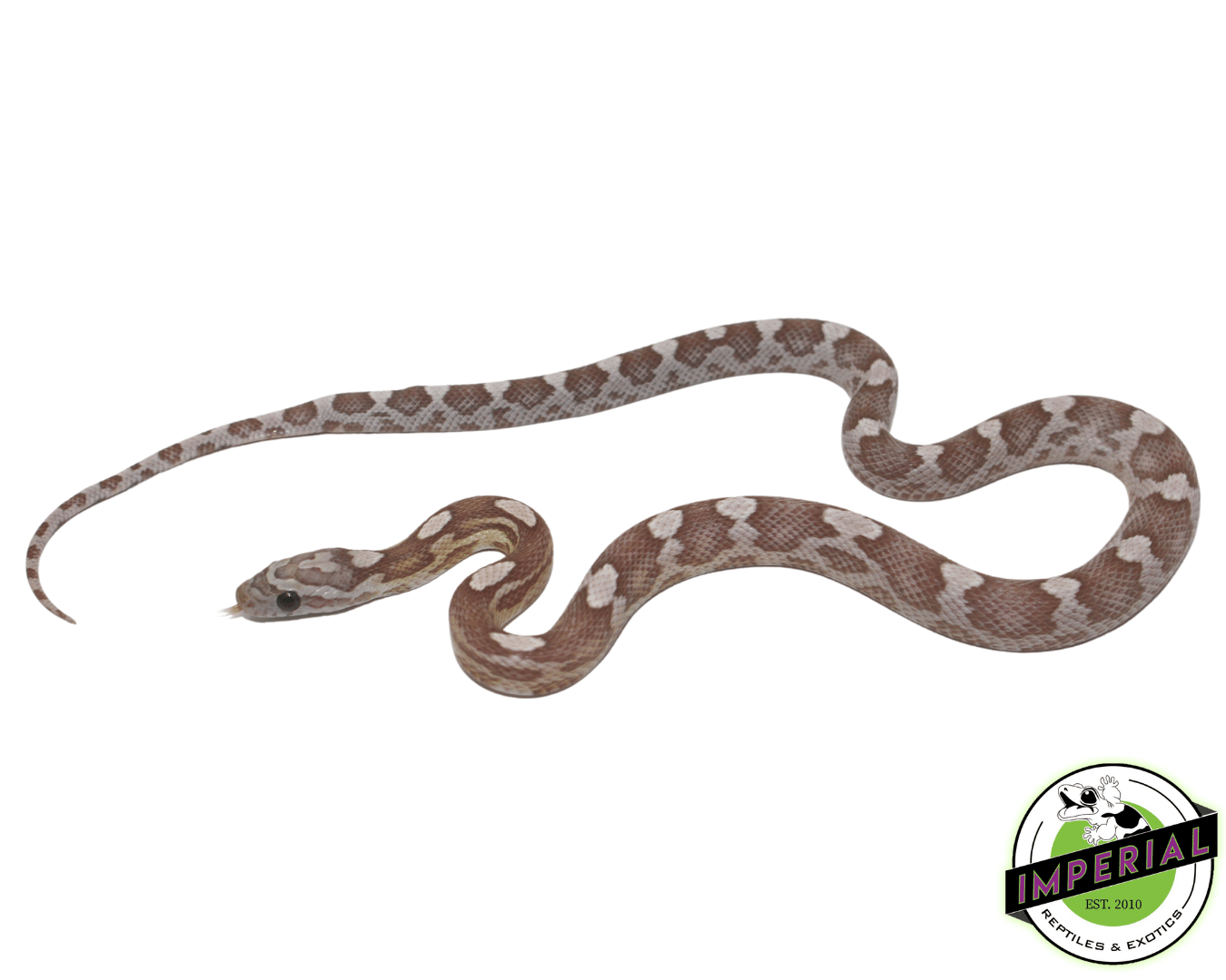 Ghost Motley Corn Snake Baby