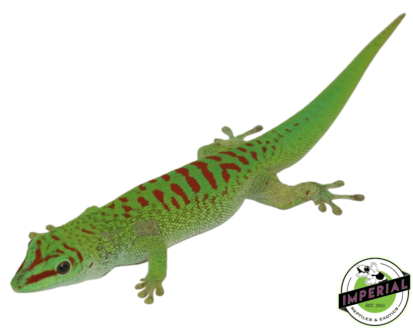 Giant Day Gecko