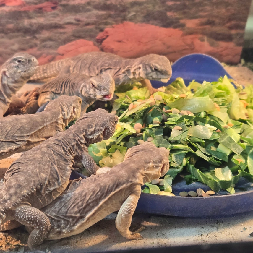 Giant Egyptian Uromastyx — image 2