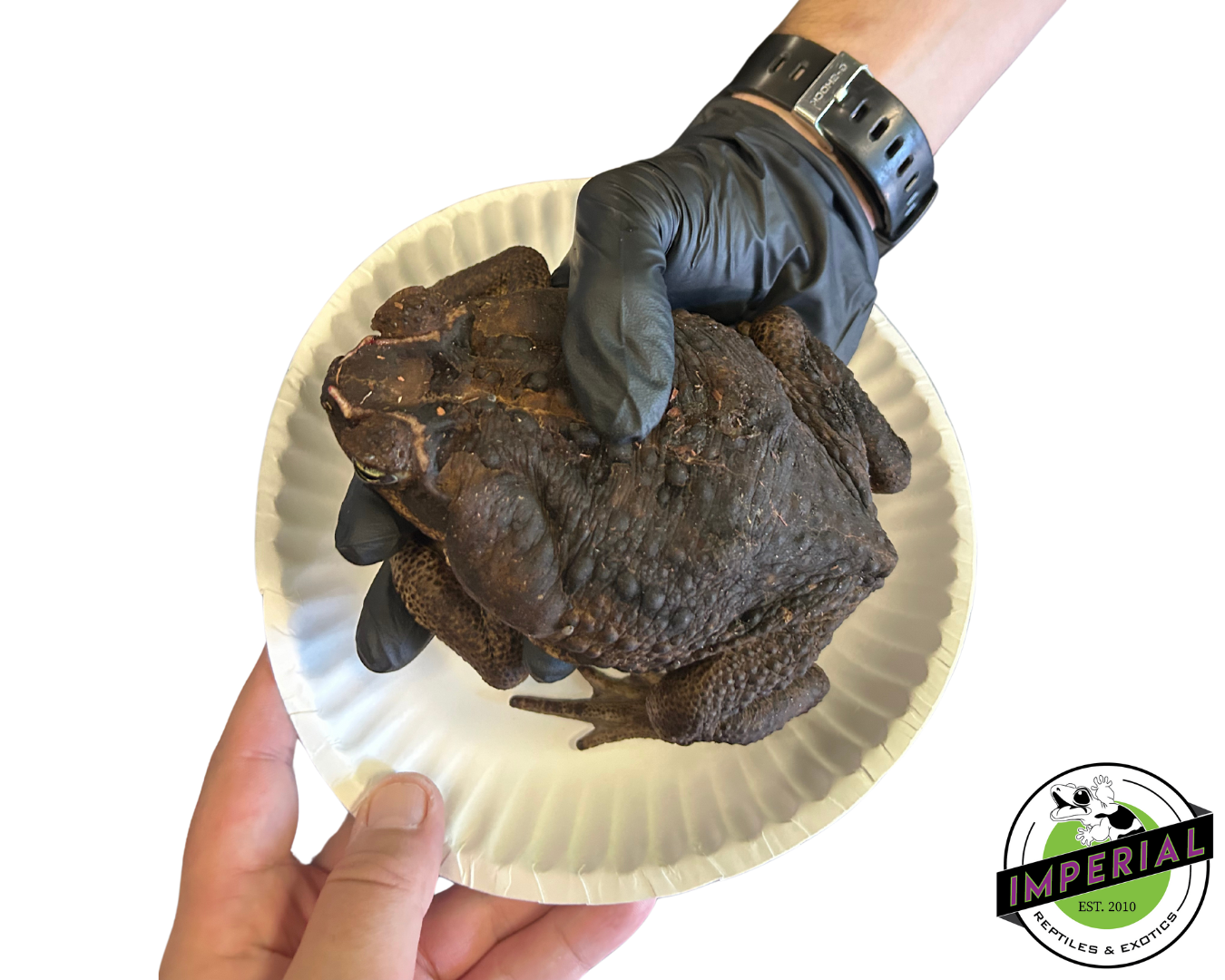 Giant Guyana Marine Toad — image 2