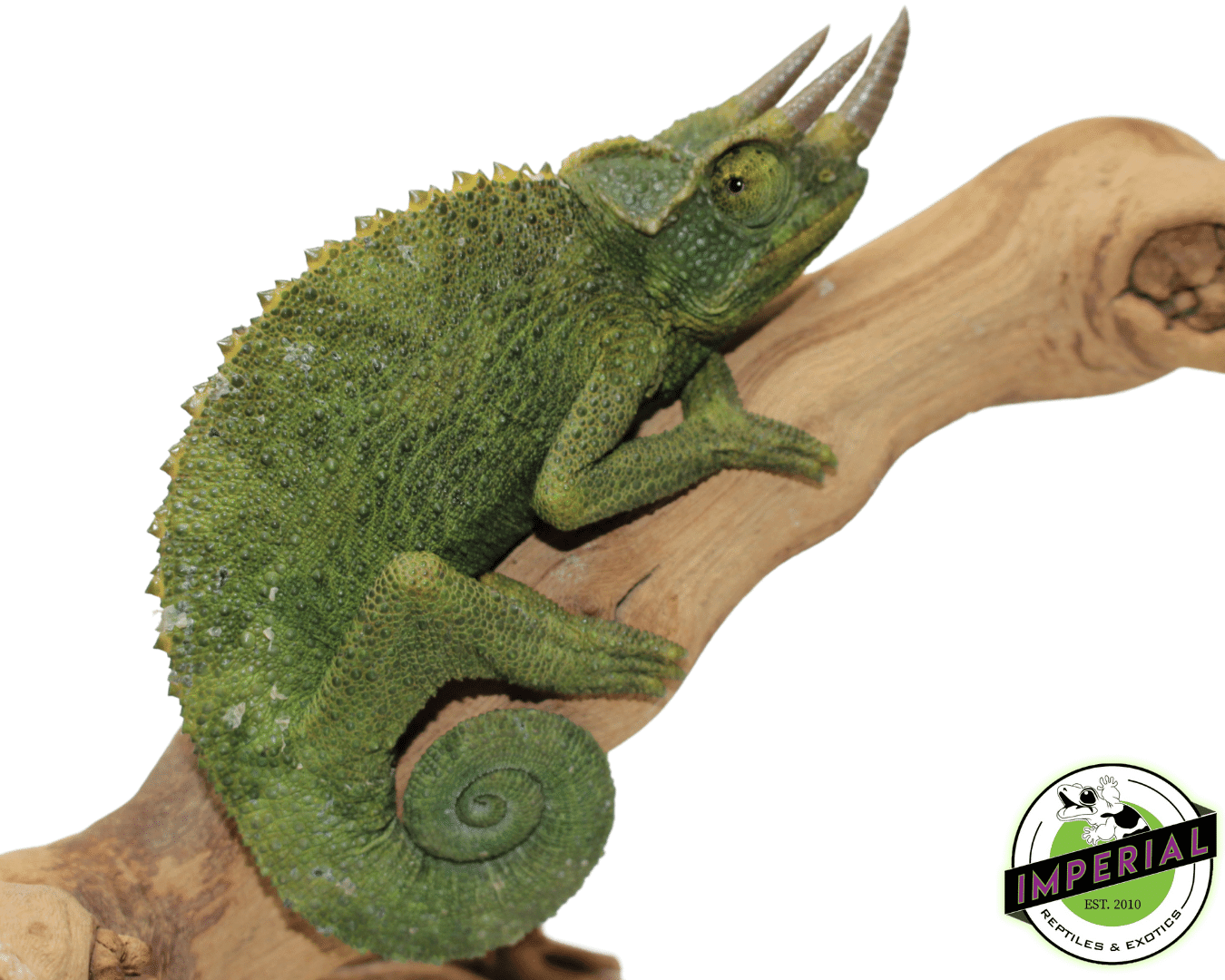 Giant Jackson's Chameleon (Xanth)