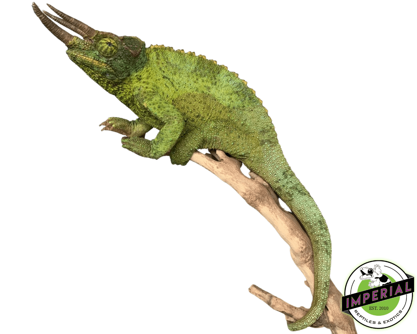 Giant Jackson's Chameleon (Xanth) — image 2