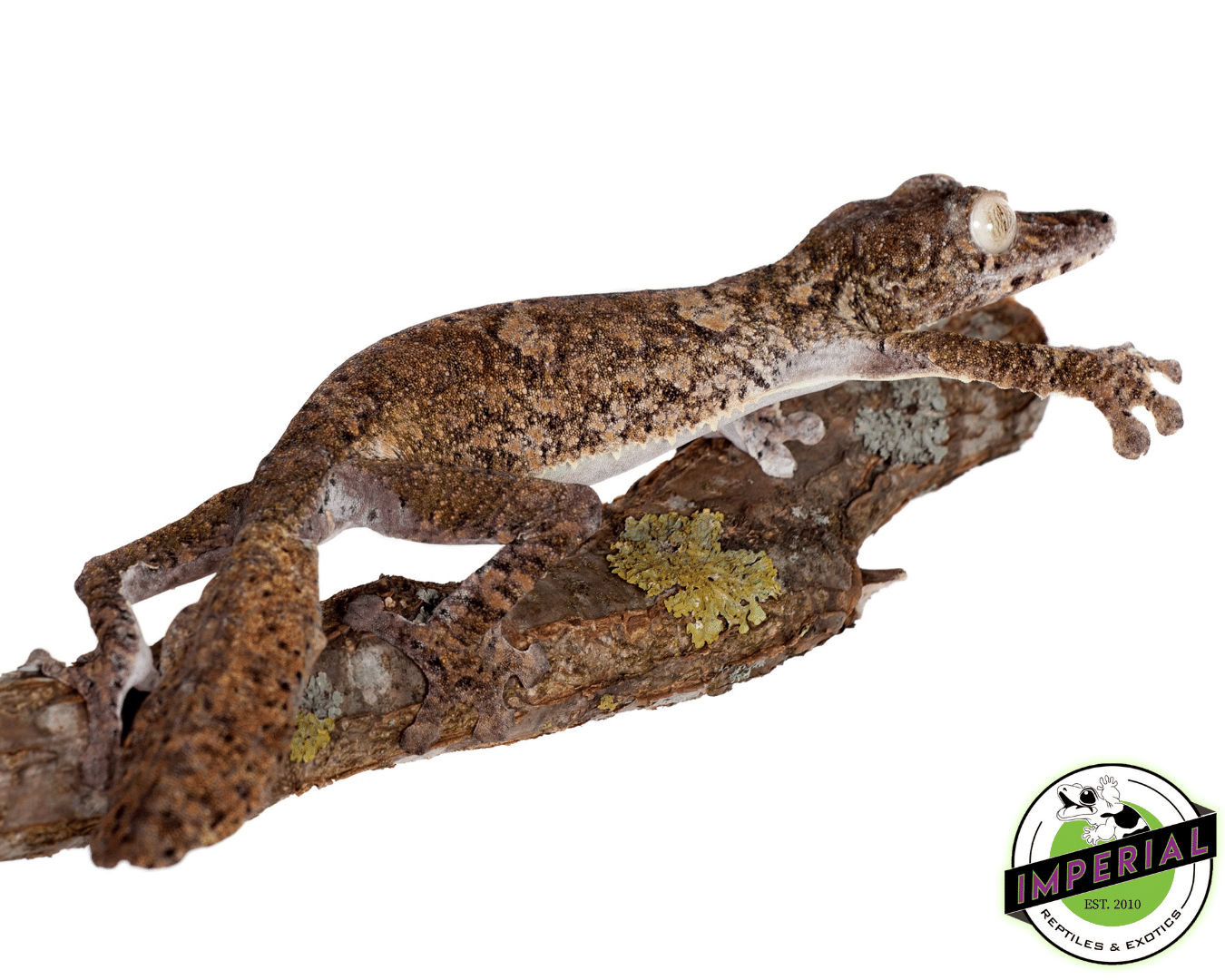 Giant Leaf Tail Gecko (Uroplatus fimbriatus) — image 2