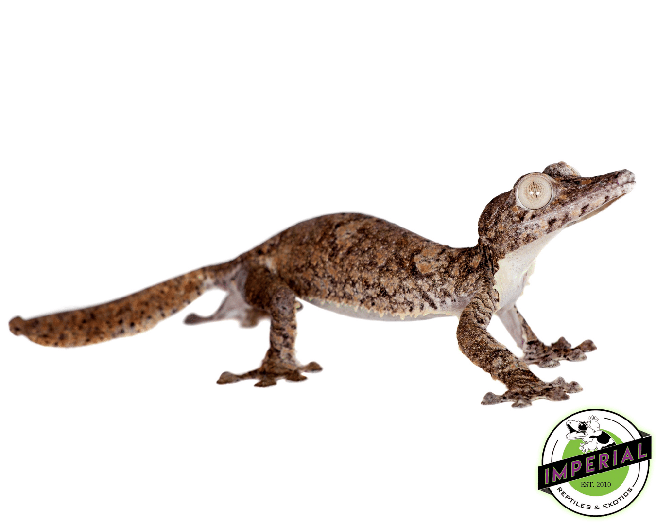 Giant Leaf Tail Gecko (Uroplatus fimbriatus)