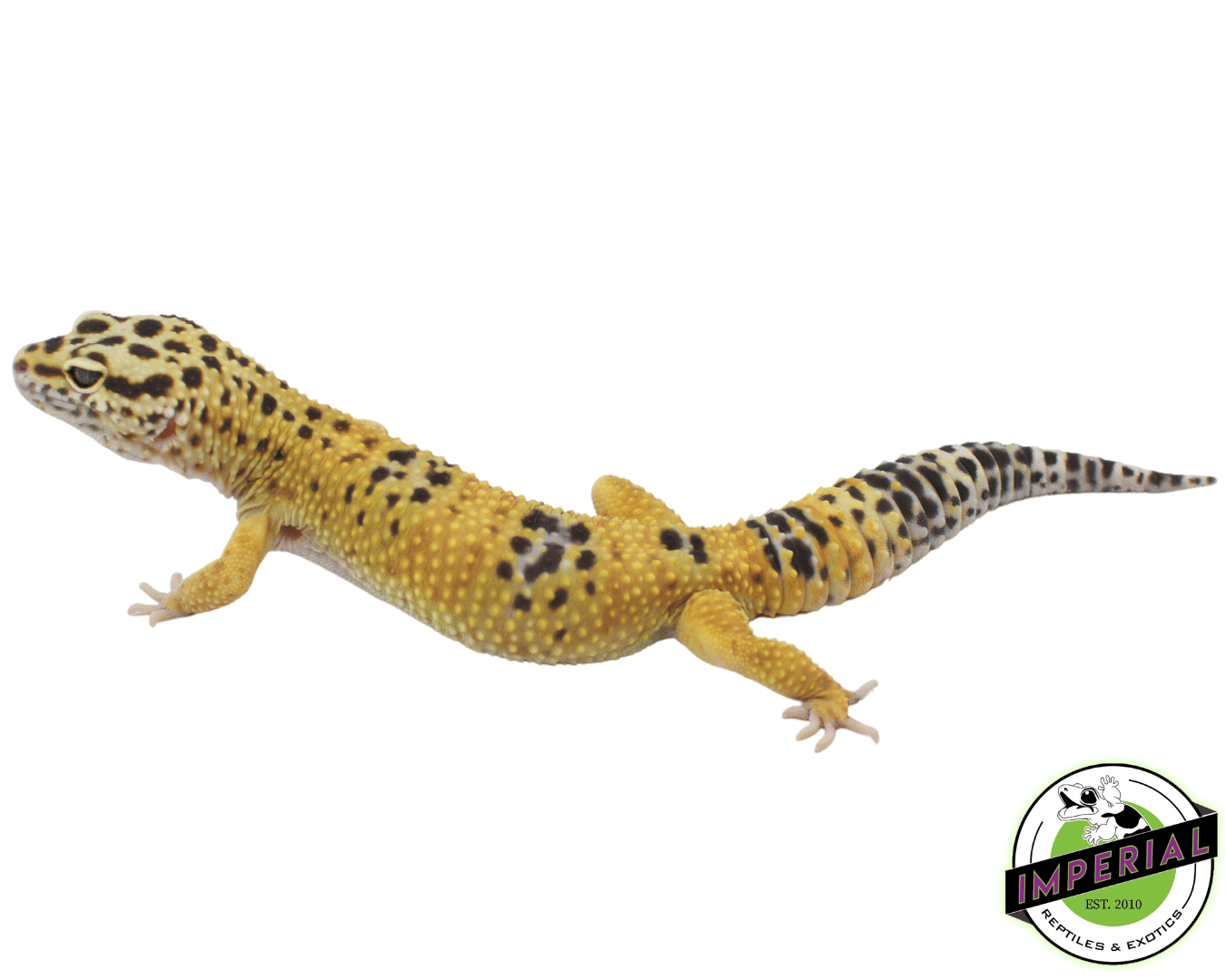 Giant Leopard Gecko Adult
