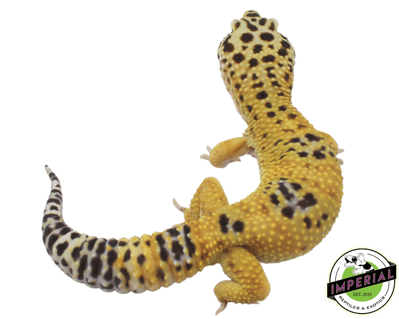 Giant Leopard Gecko Adult — image 2