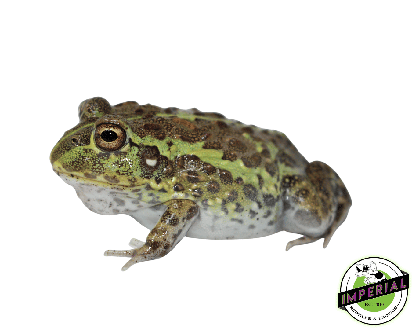 Giant Pixie Frog Juvenile