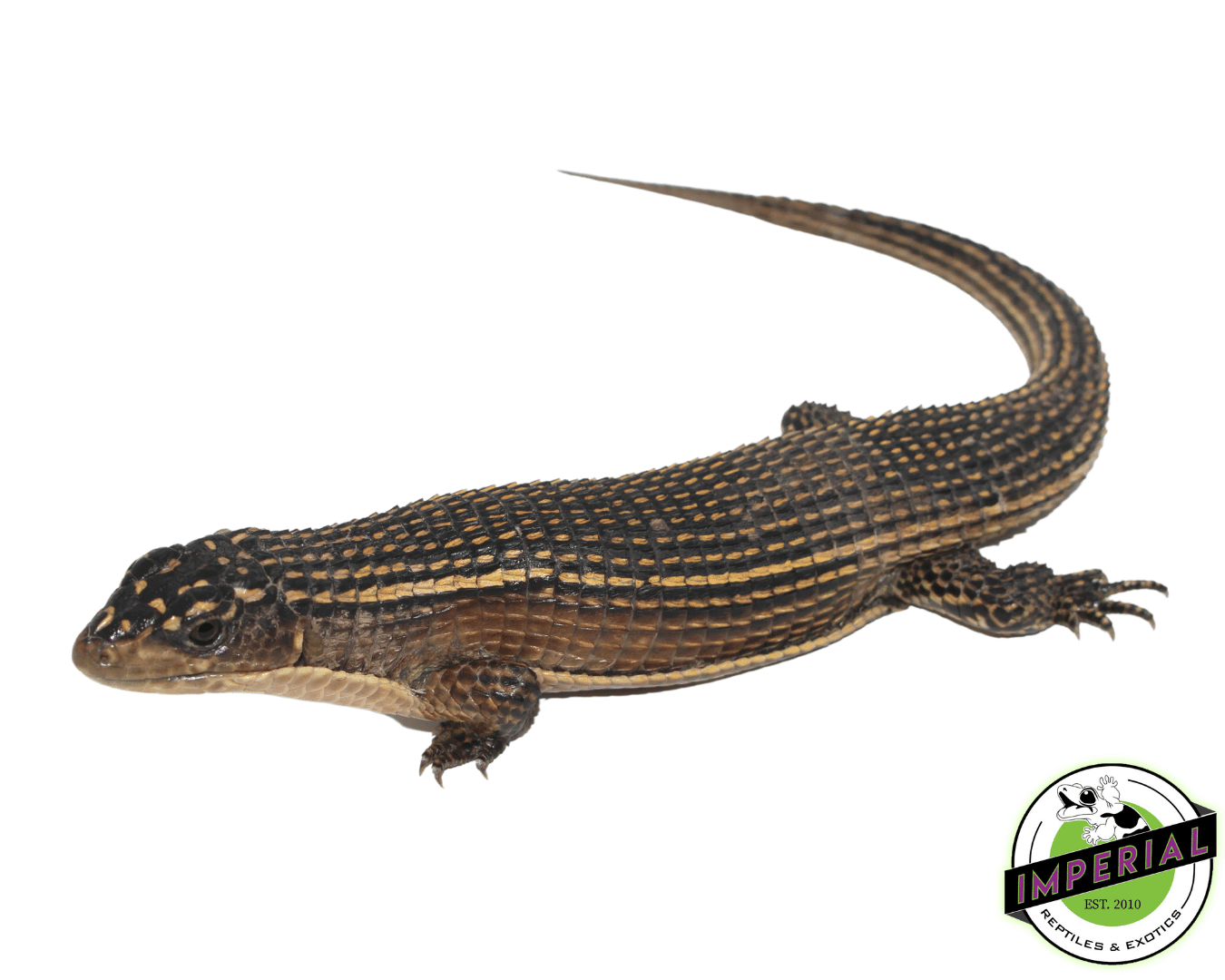 Giant Plated Lizard