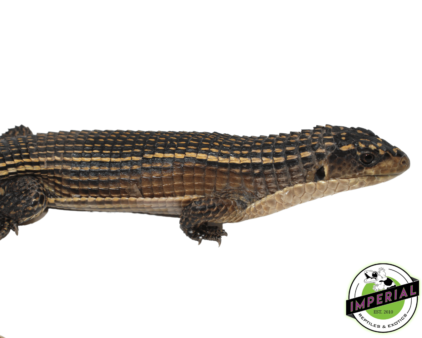 Giant Plated Lizard — image 2