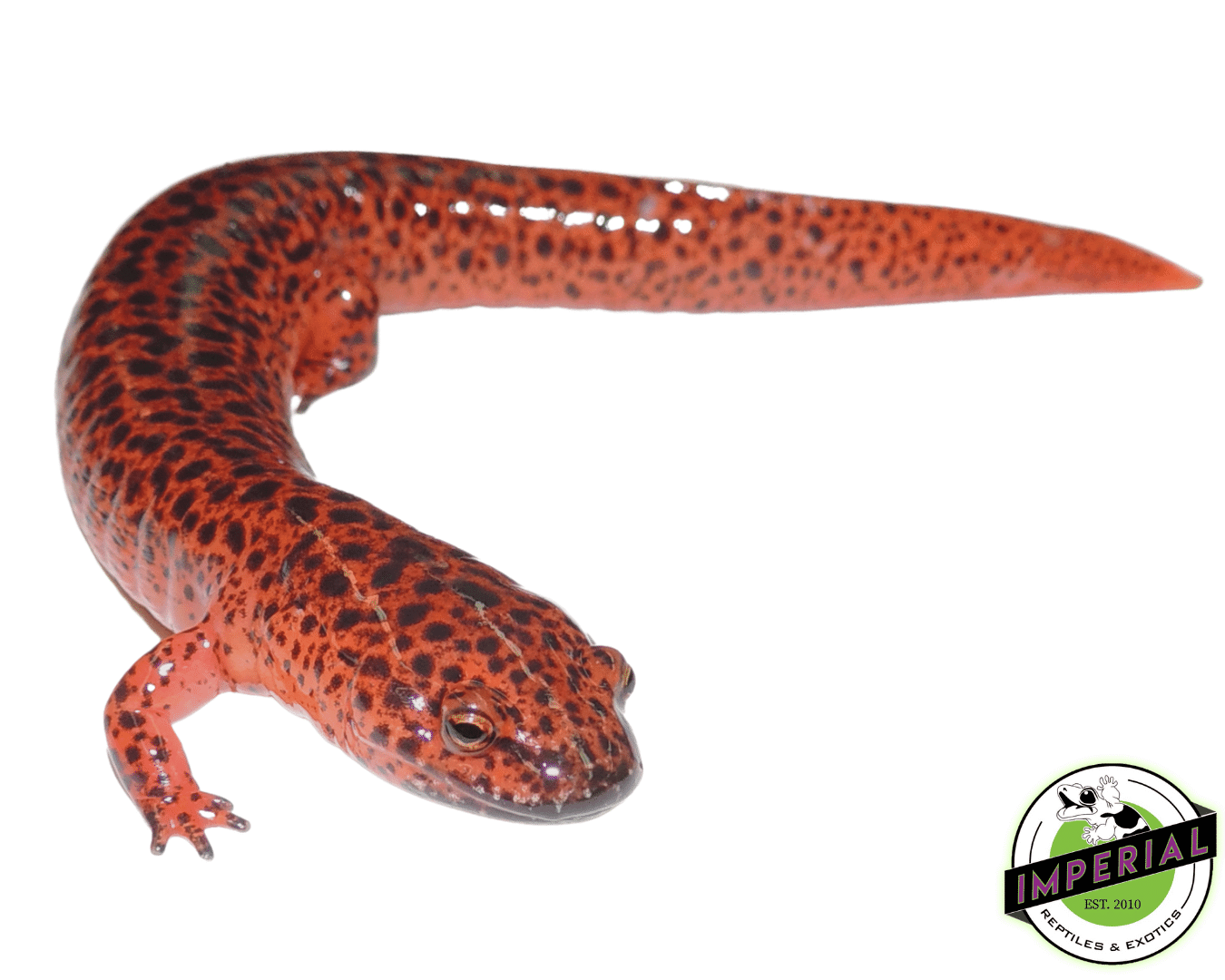 Giant Red Salamander