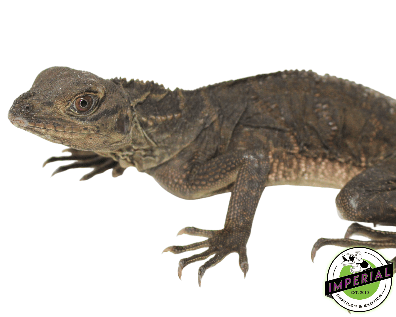 Giant Sailfin Dragon (Hydrosaurus microlophus) — image 2