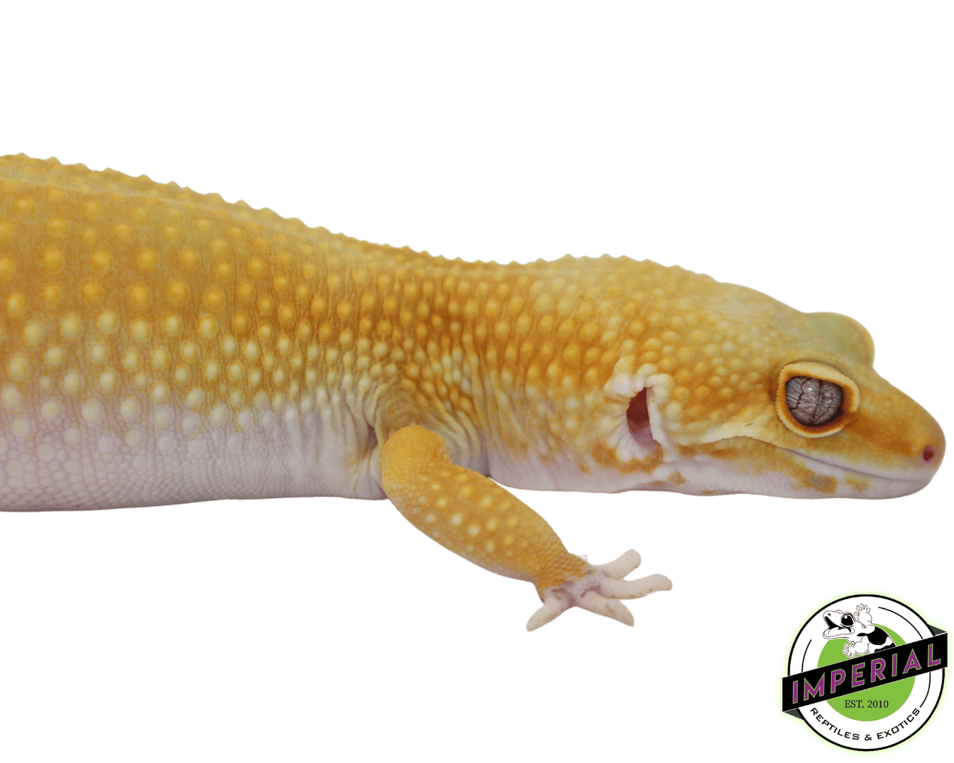 Giant Sunglow Leopard Gecko Adult — image 2