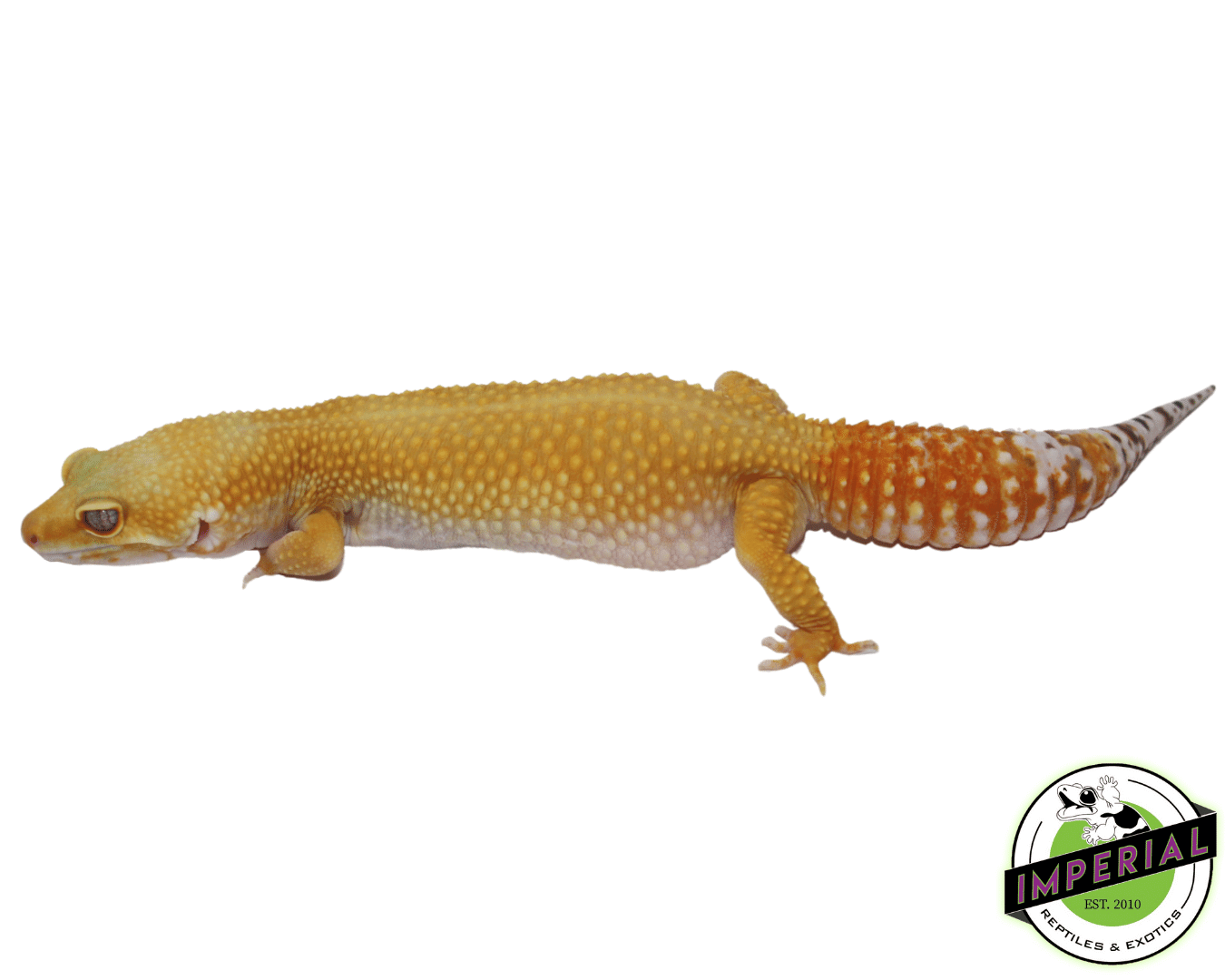 Giant Sunglow Leopard Gecko Adult