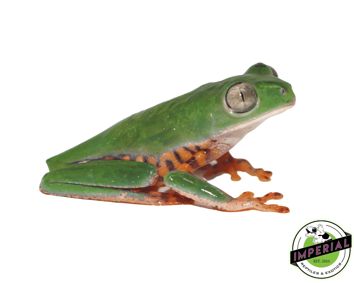 Giant Tiger Leg Monkey Frog — image 2