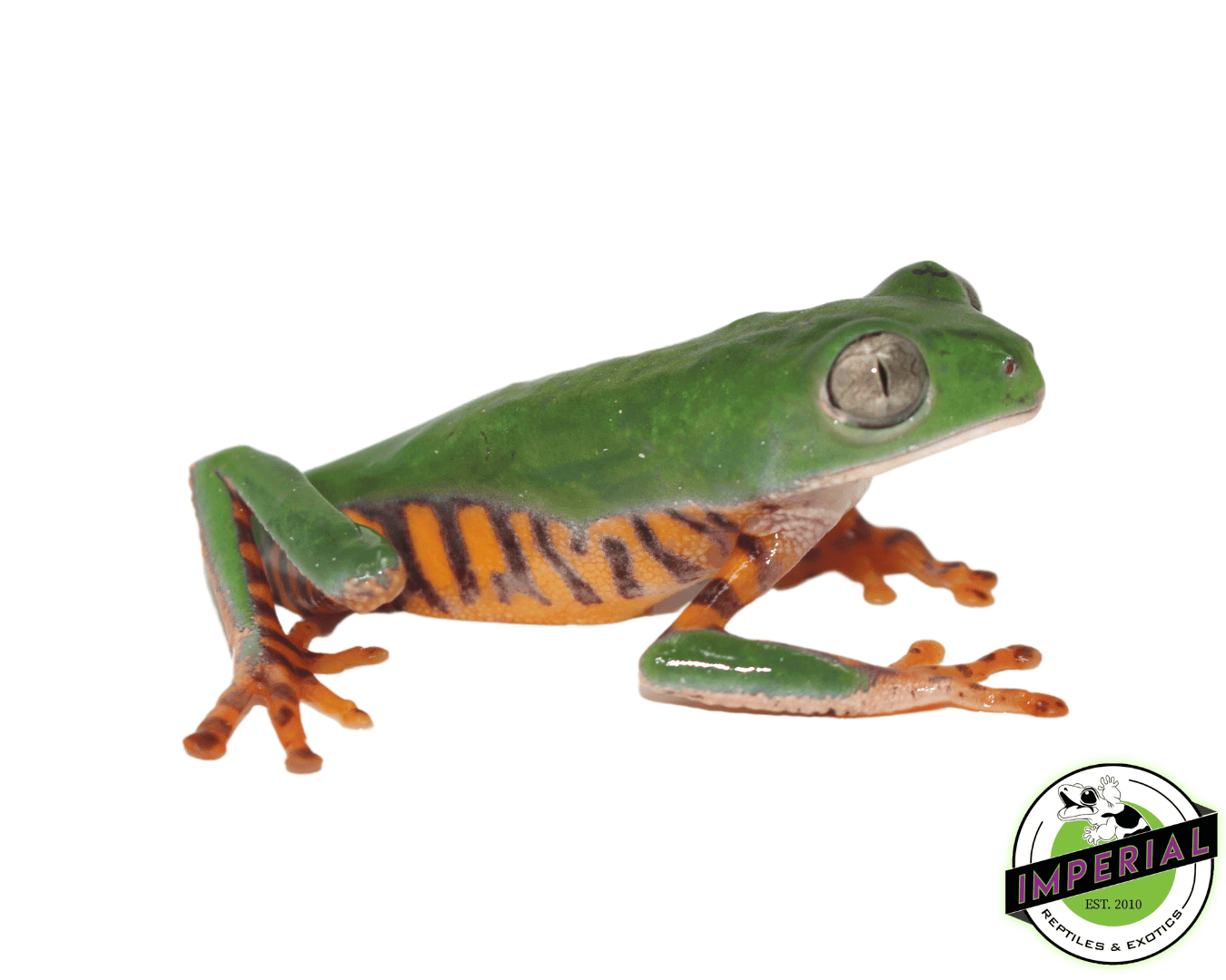 Giant Tiger Leg Monkey Frog