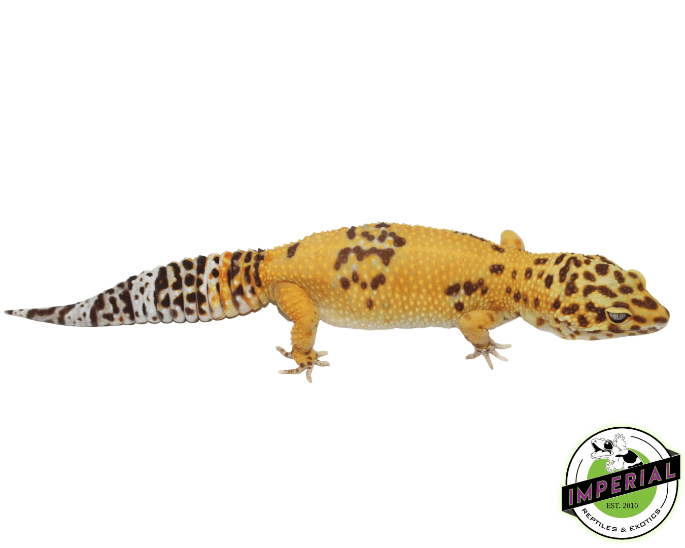 Giant Tremper ph Eclipse Leopard Gecko Adult