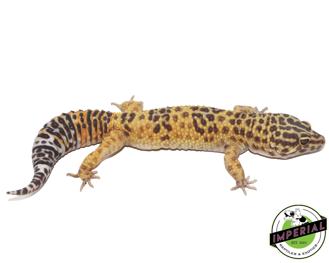 Giant Tremper ph Eclipse Leopard Gecko Adult — image 2