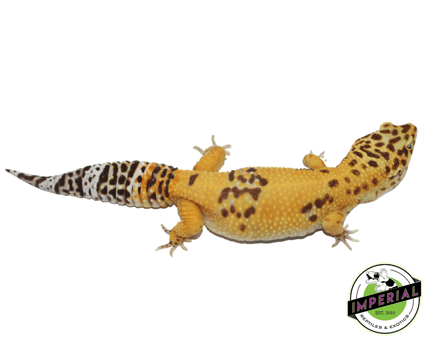 Giant Tremper ph Eclipse Leopard Gecko Adult — image 3