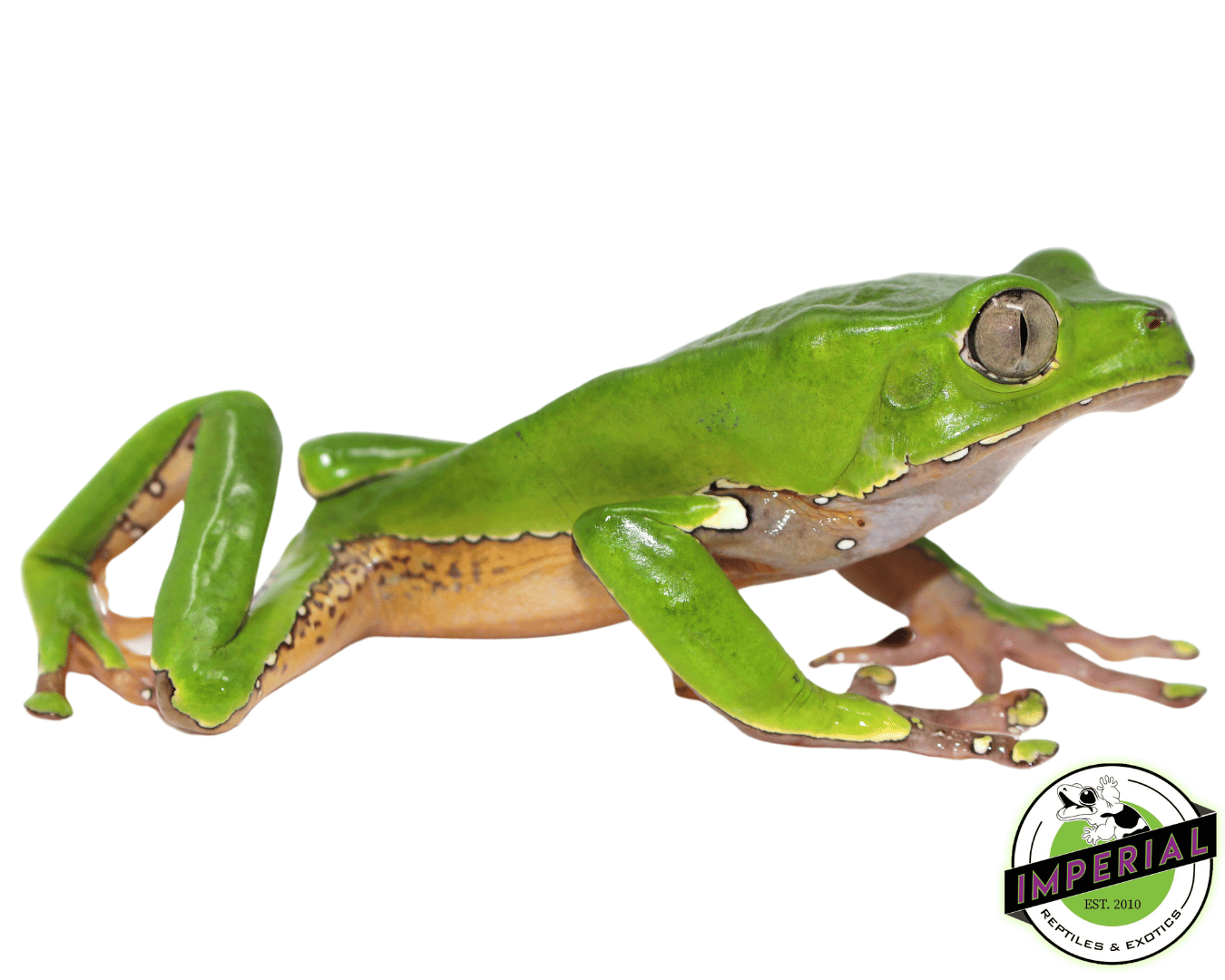 Giant Waxy Monkey Tree Frog