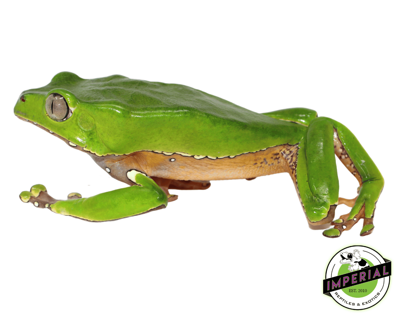 Giant Waxy Monkey Tree Frog — image 2