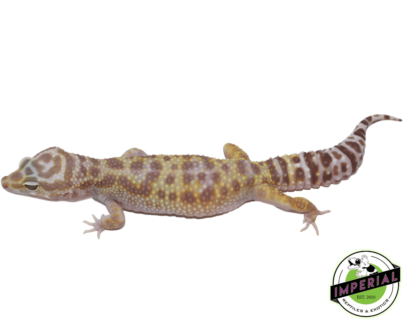 Giant W&Y Mack Snow Leopard Gecko Female
