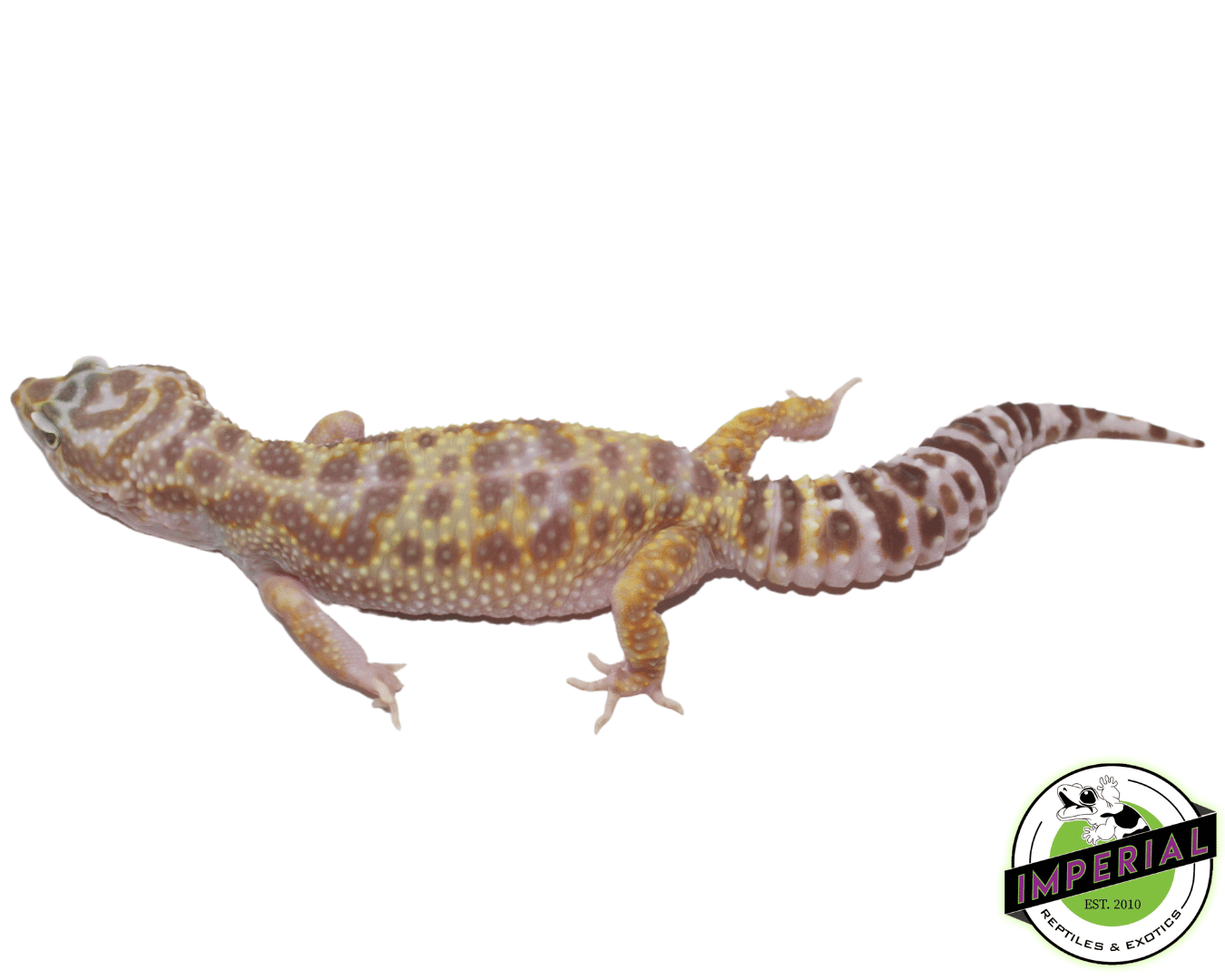 Giant W&Y Mack Snow Leopard Gecko Female — image 2