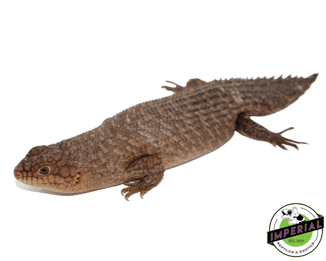 Gidgee Spiney Tail Skinks (Egernia stokesii) — image 2