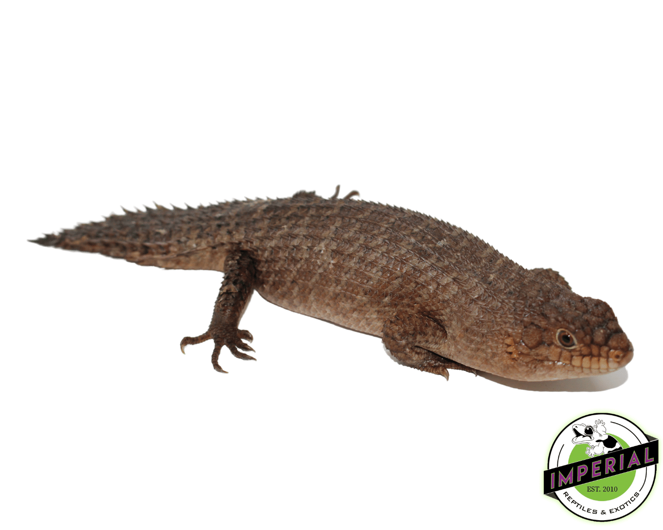 Gidgee Spiney Tail Skinks (Egernia stokesii) — image 3