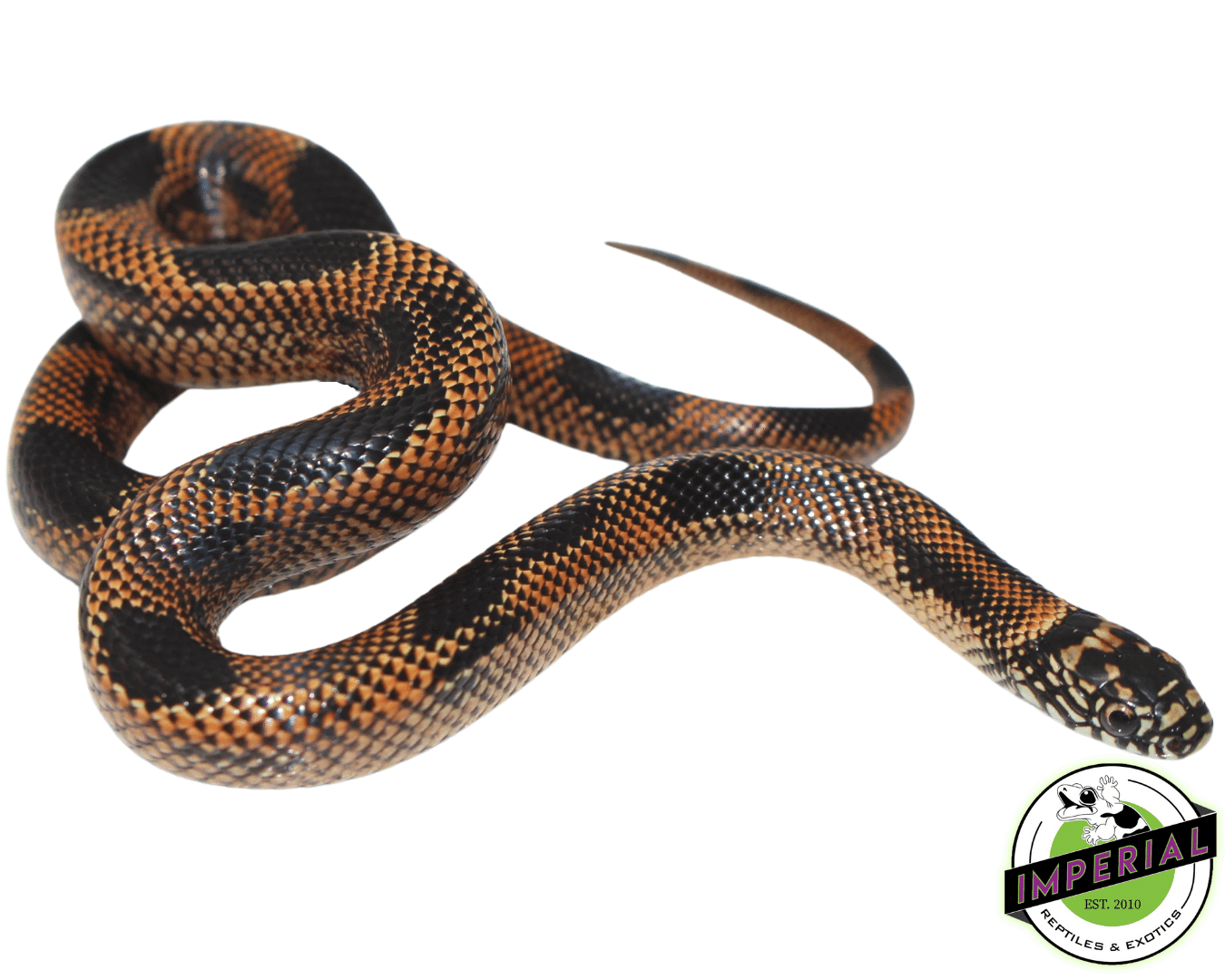 Goins Blaze Blotched Kingsnake Baby