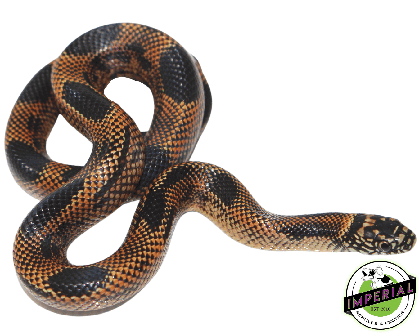 Goins Blaze Blotched Kingsnake Baby — image 2