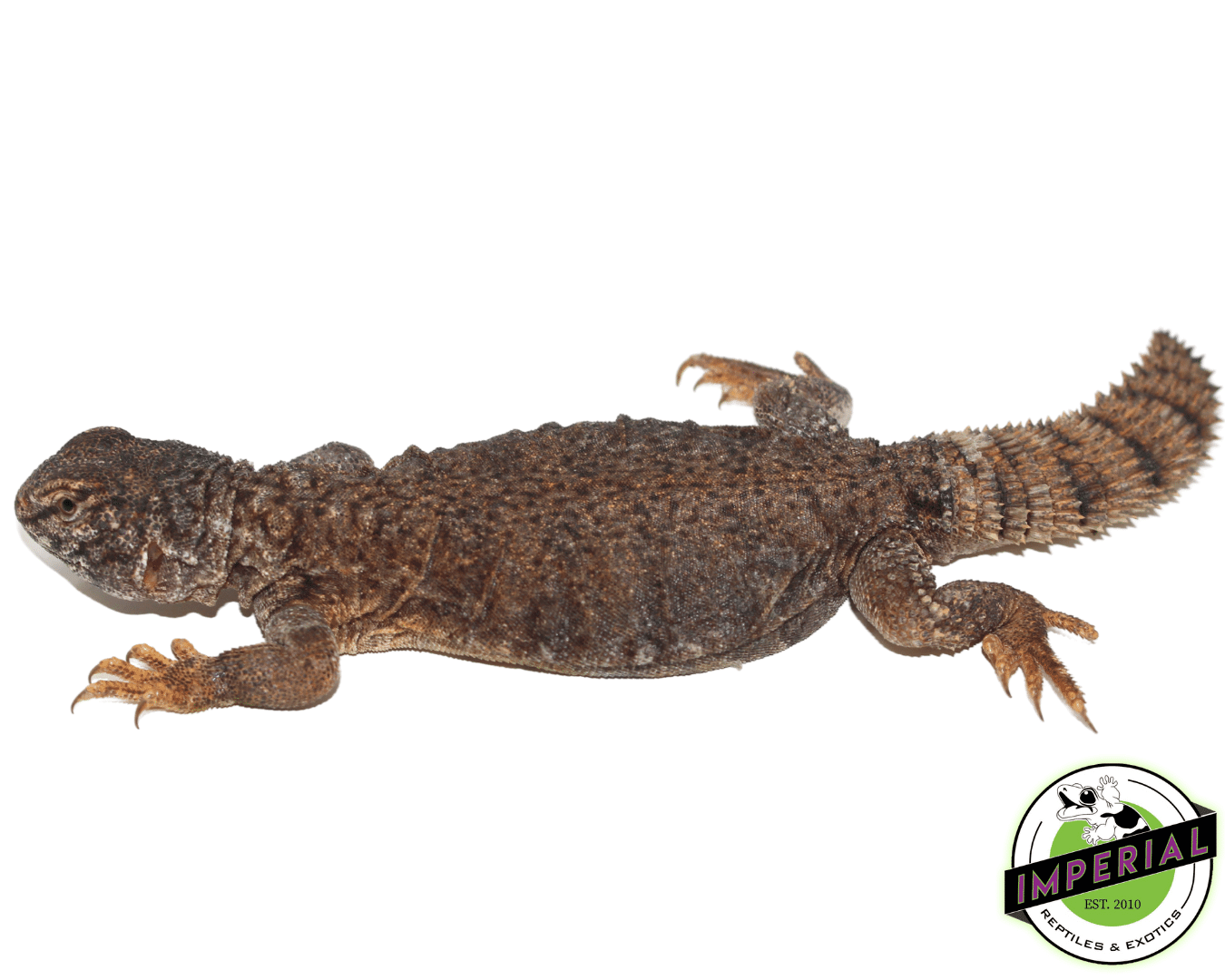 Golden Dispar Uromastyx Juvi — image 2