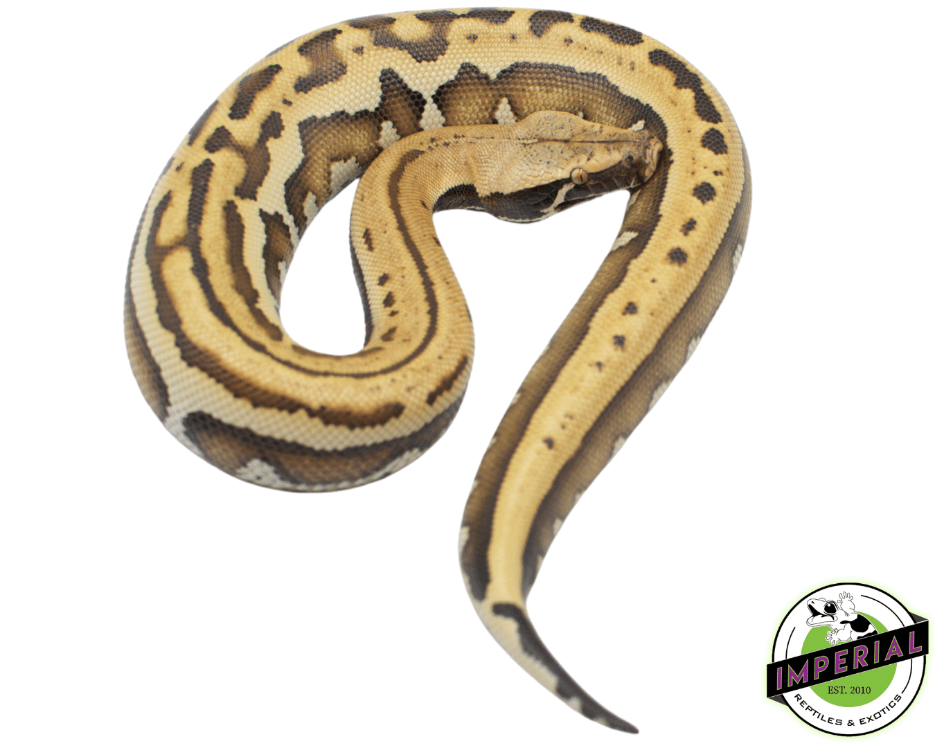 Golden Eye Het T- Blood Python — image 2