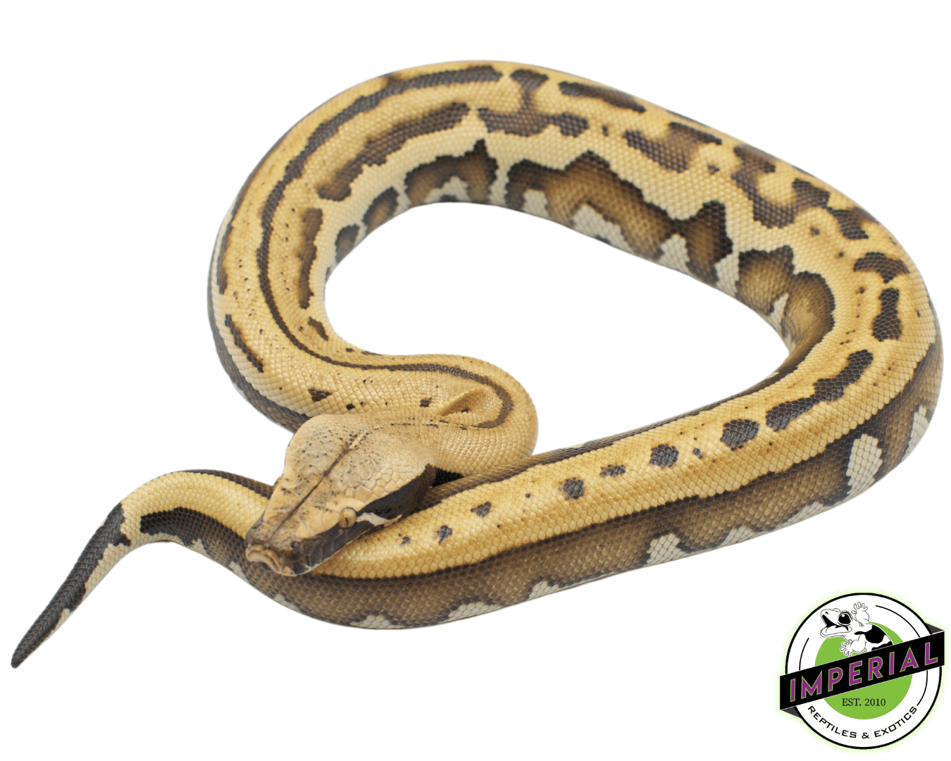 Golden Eye Het T- Blood Python