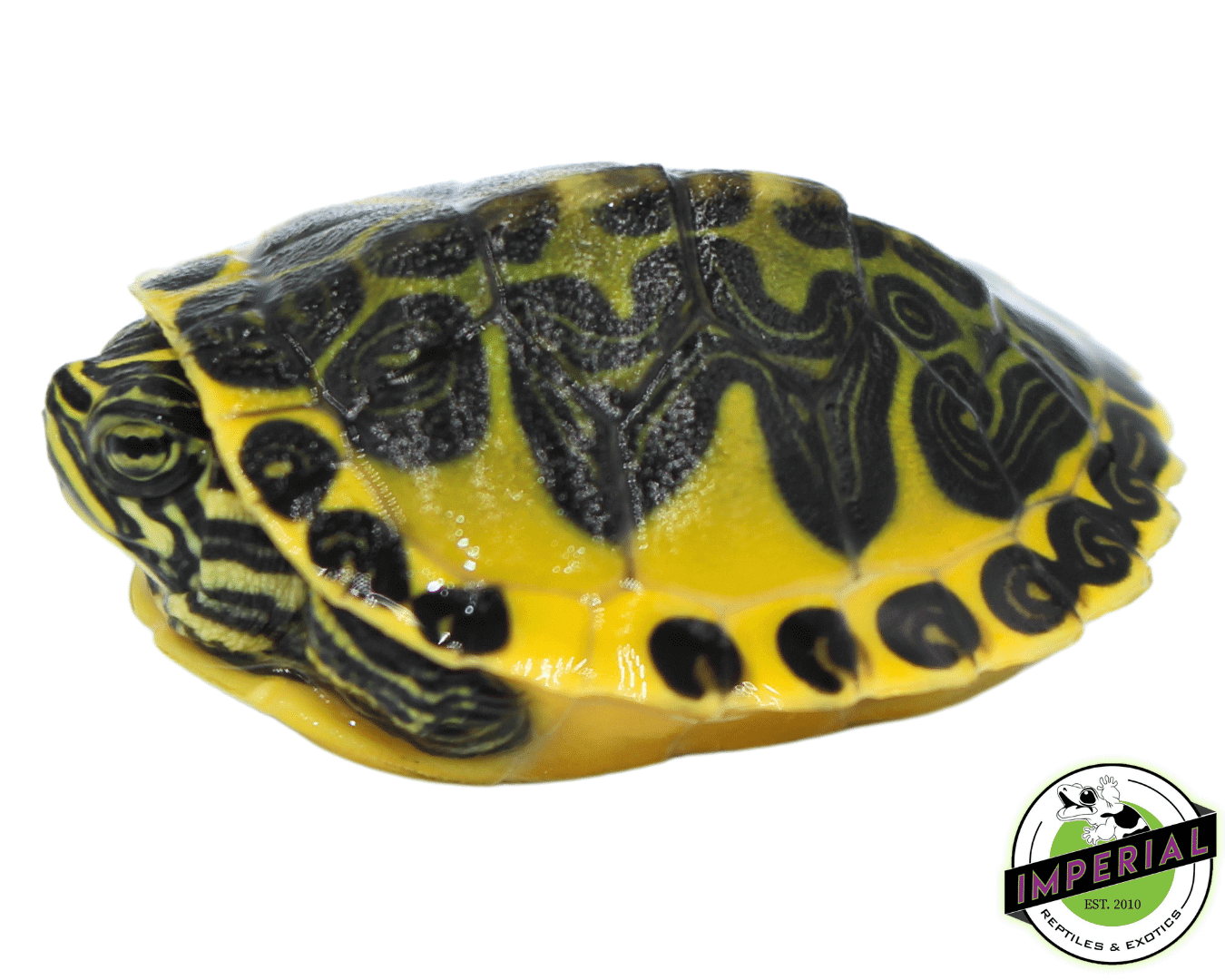 Golden Flame Redbelly Turtle Baby